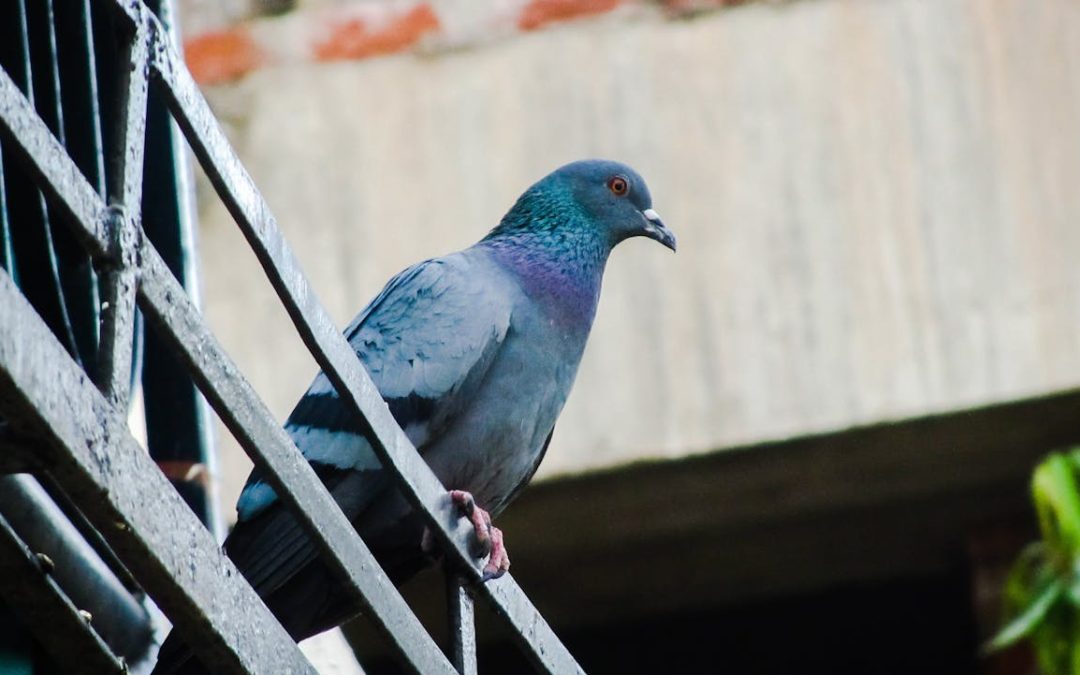 Taubenkot-Dilemma: Wenn der Balkon zum Streitpunkt wird