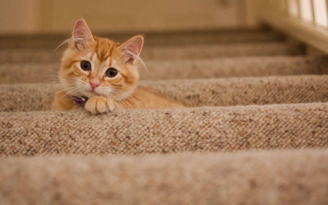 Pinkelkatze im Treppenhaus: Ein No-Go für das Mietverhältnis